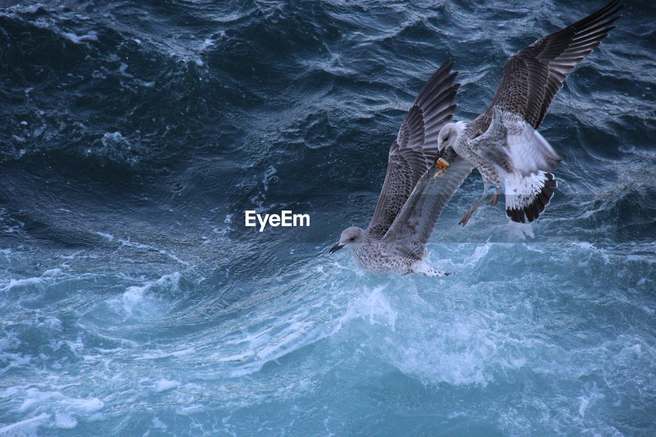 BIRDS FLYING OVER SEA