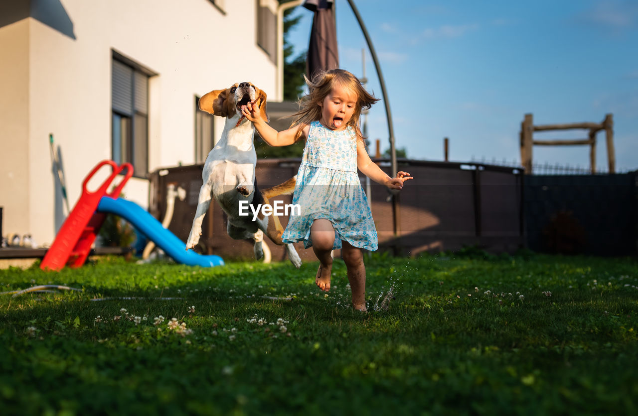 Baby girl running with beagle dog in backyard on summer day. domestic animal with children concept.