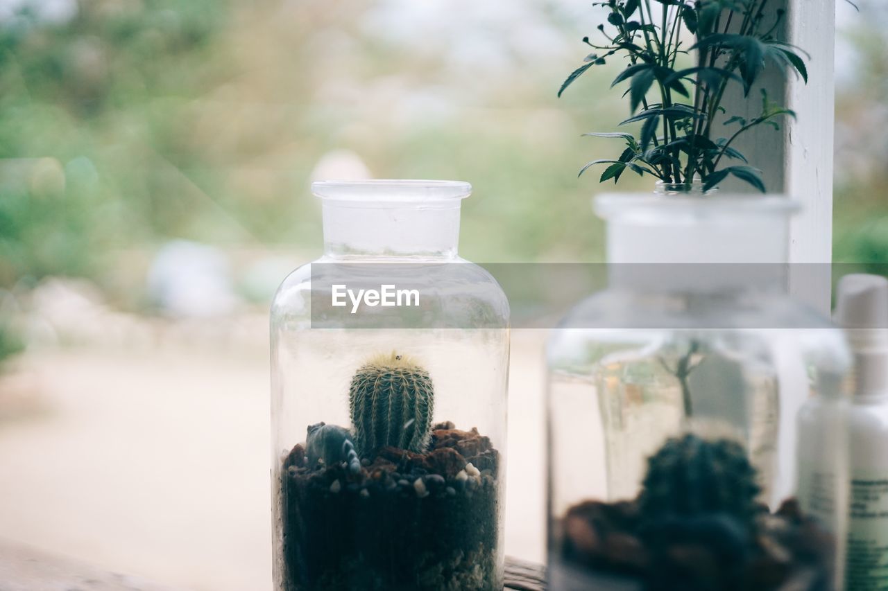 Close-up of succulent plant in glass jar on table