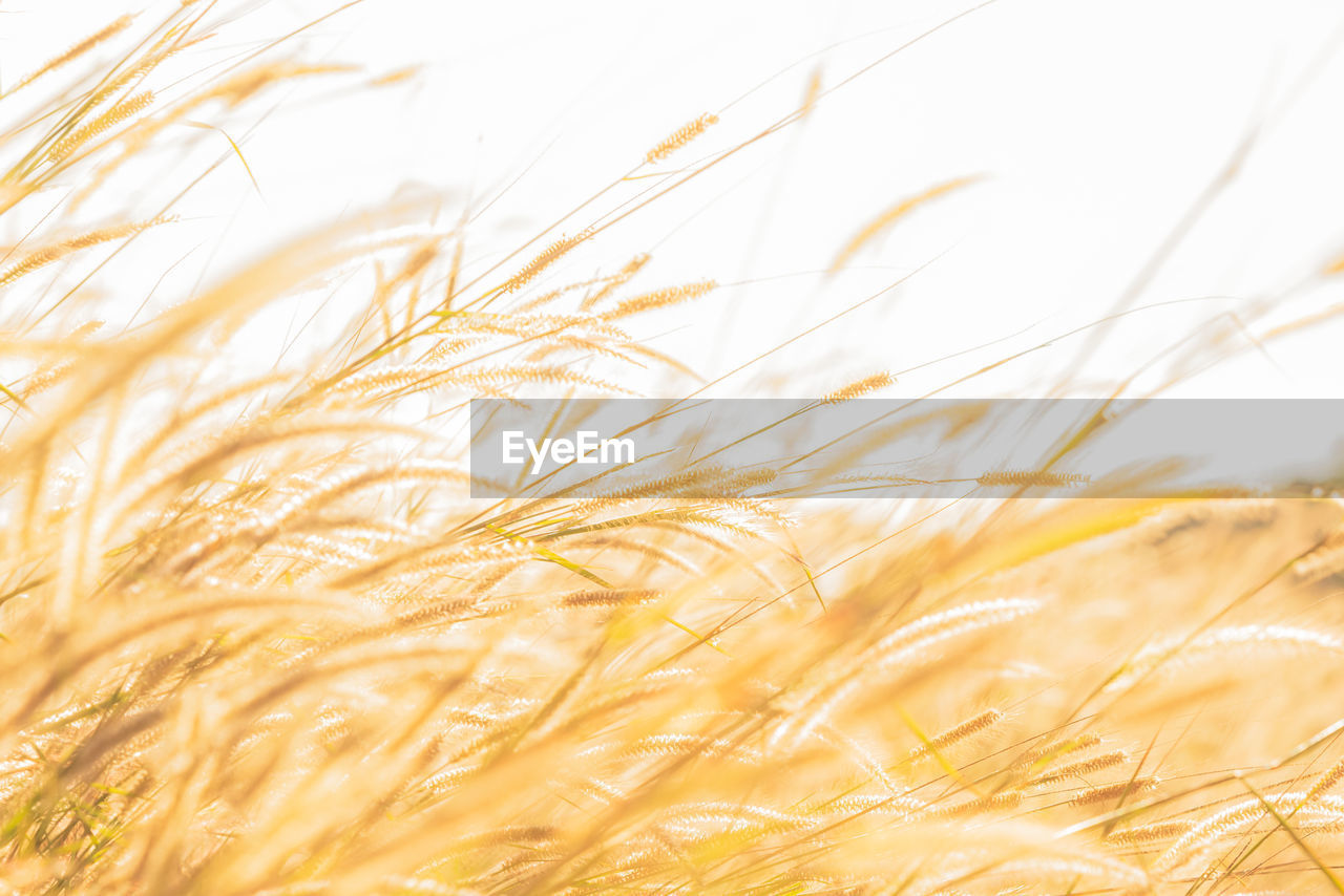 close-up of wheat growing in field