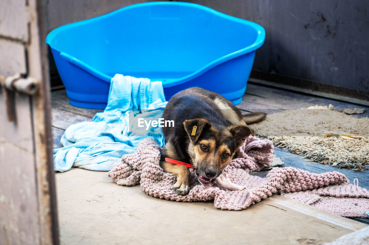 Dogs in animal shelter waiting for adoption. homeless dogs in animal shelter cage. 