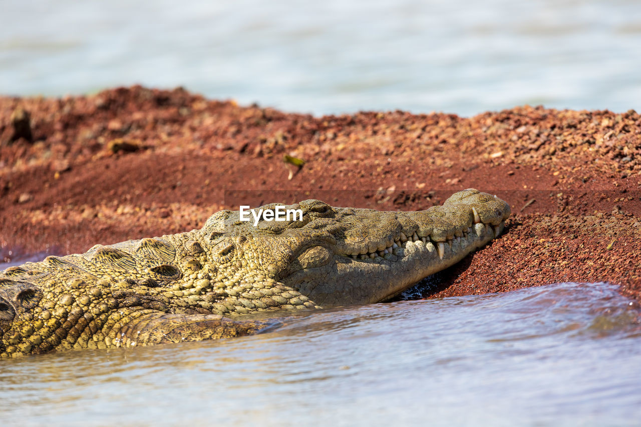 CLOSE-UP OF LIZARD ON A LAND