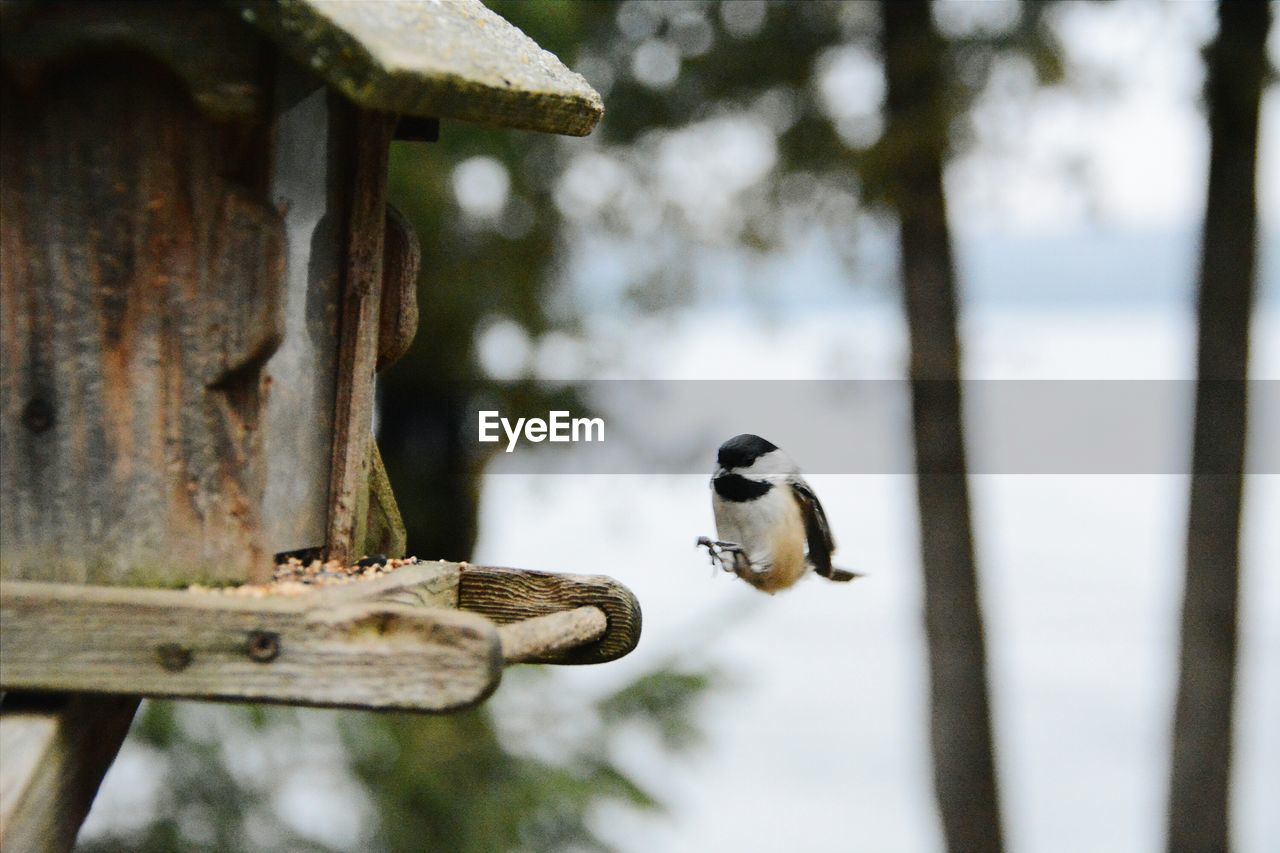 Great tit landing on birdhouse