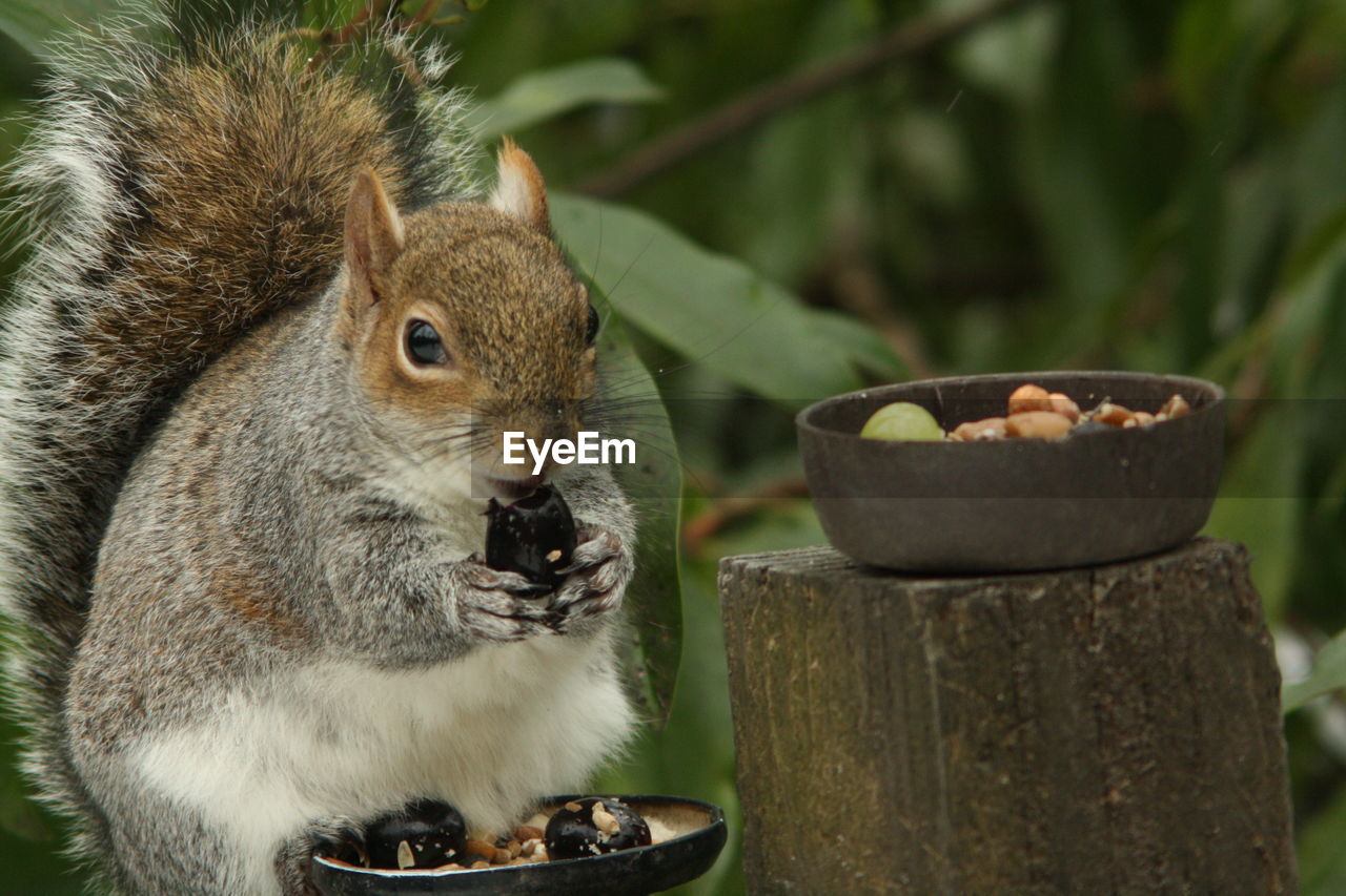 CLOSE-UP OF SQUIRREL EATING MEAT