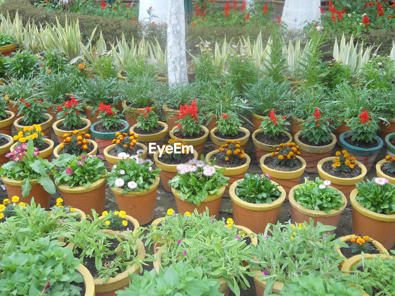 PLANTS IN GREENHOUSE