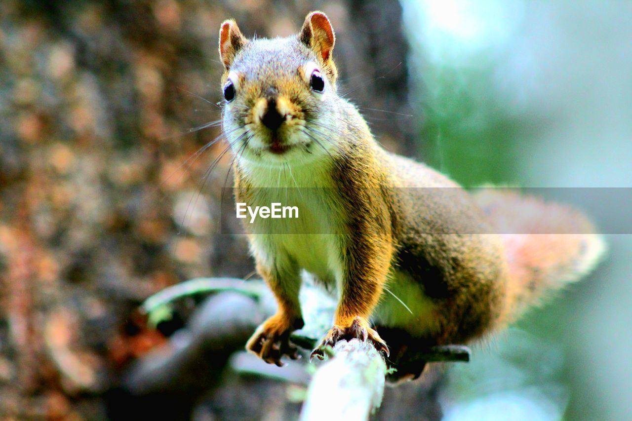 Close-up portrait of squirrel