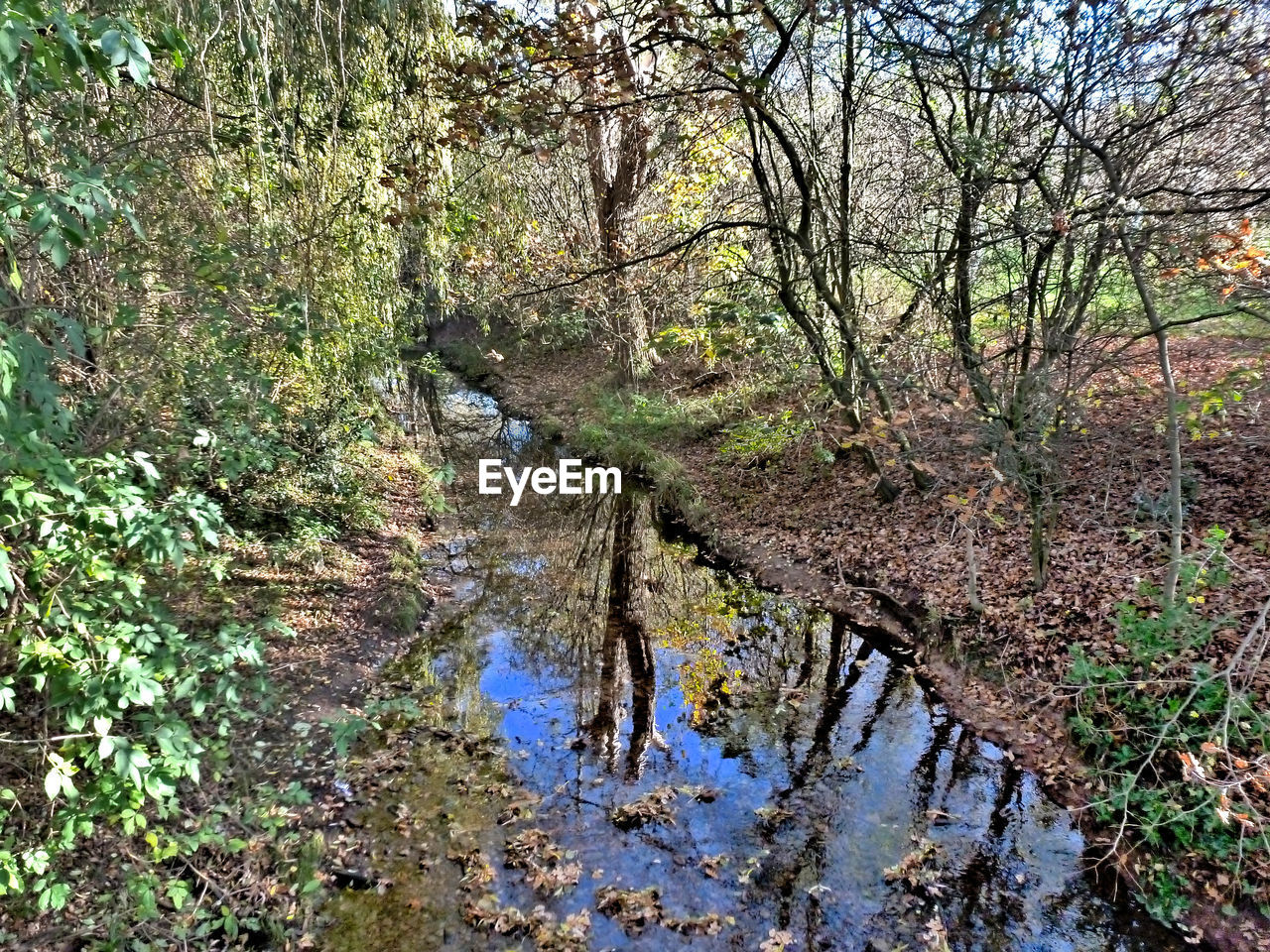 Canal amidst trees in forest