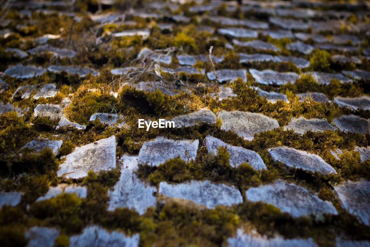 High angle view of moss growing on cobbled street