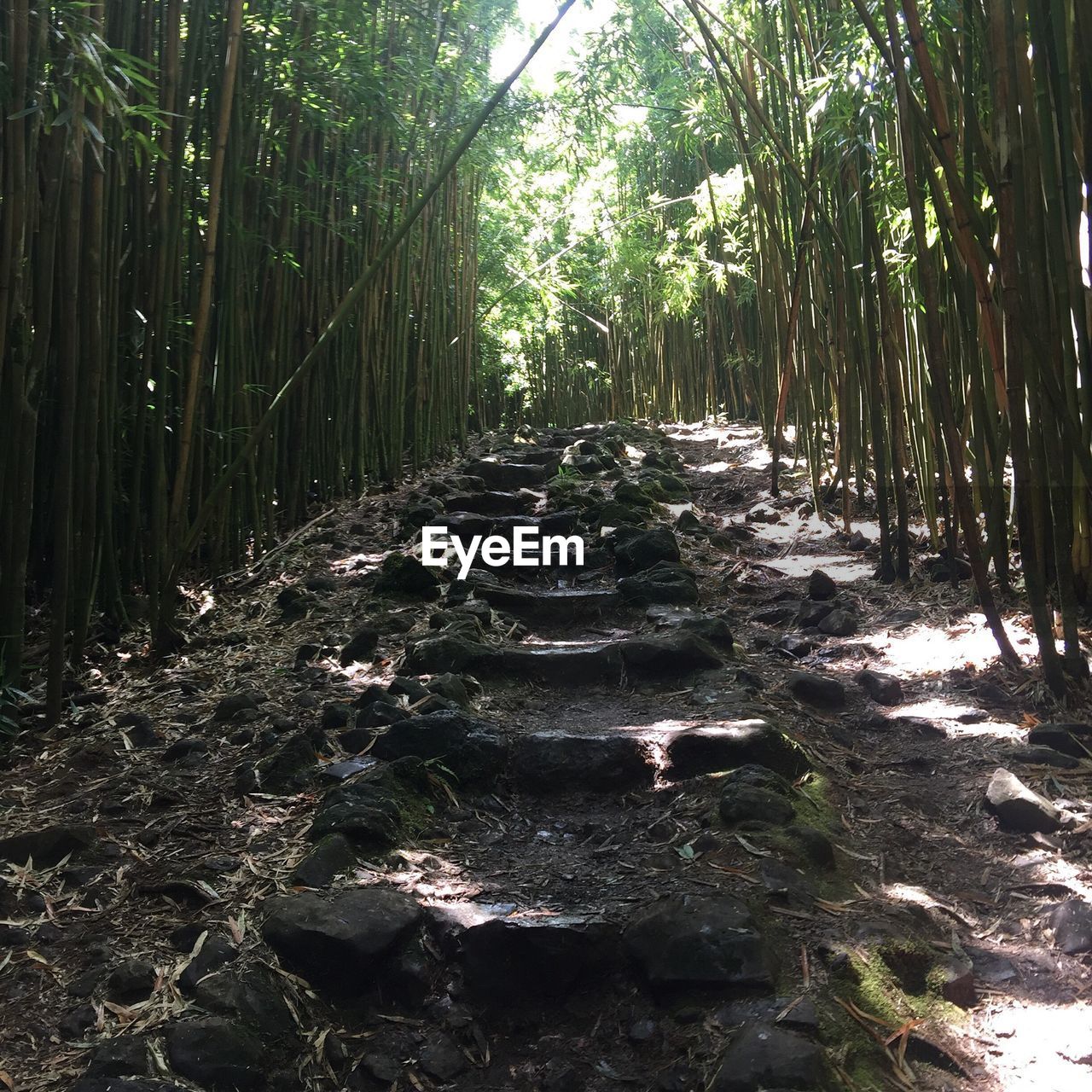 BAMBOO PLANTS IN FOREST