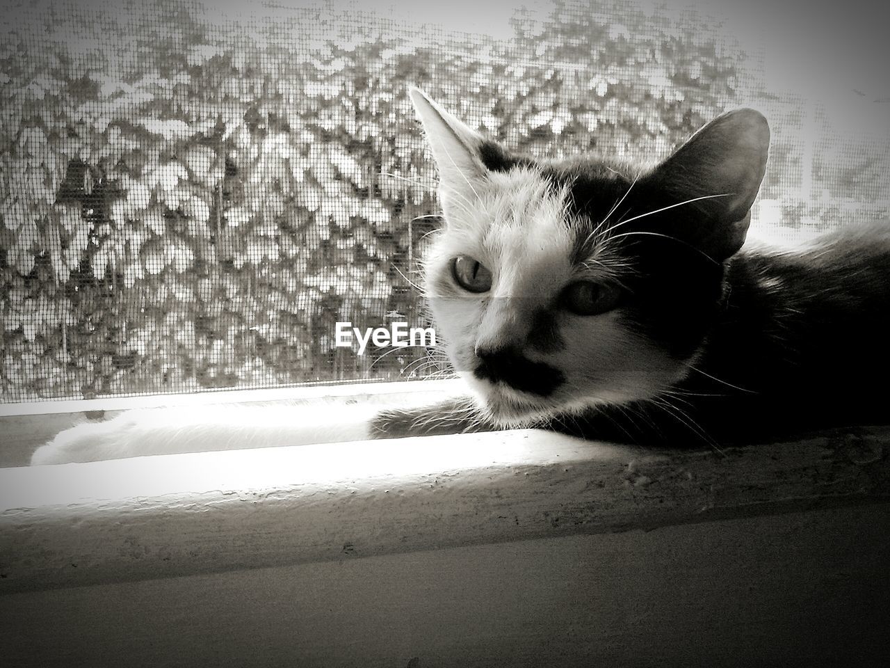 Close-up portrait of cat on window sill