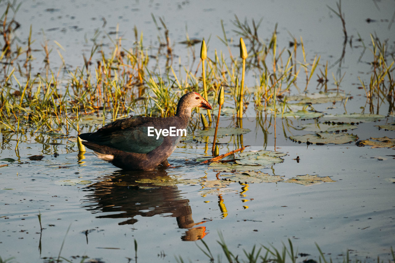 high angle view of bird in lake