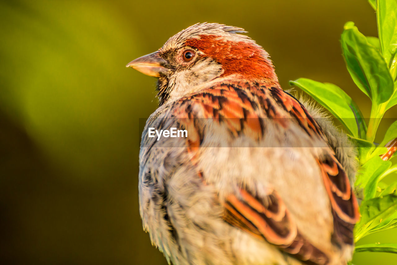 CLOSE-UP OF BIRD PERCHING ON A LEAF