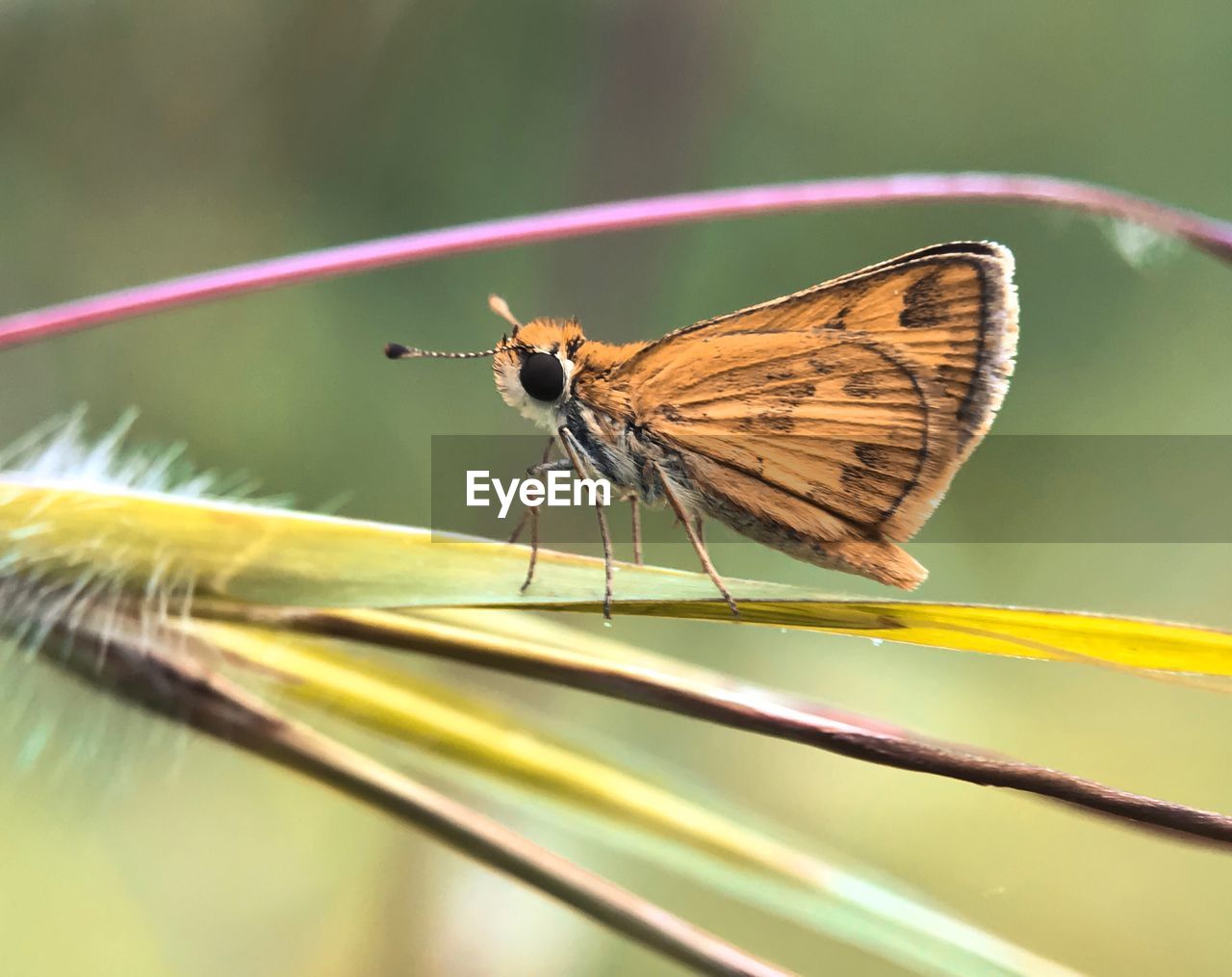 CLOSE-UP OF BUTTERFLY ON PLANT