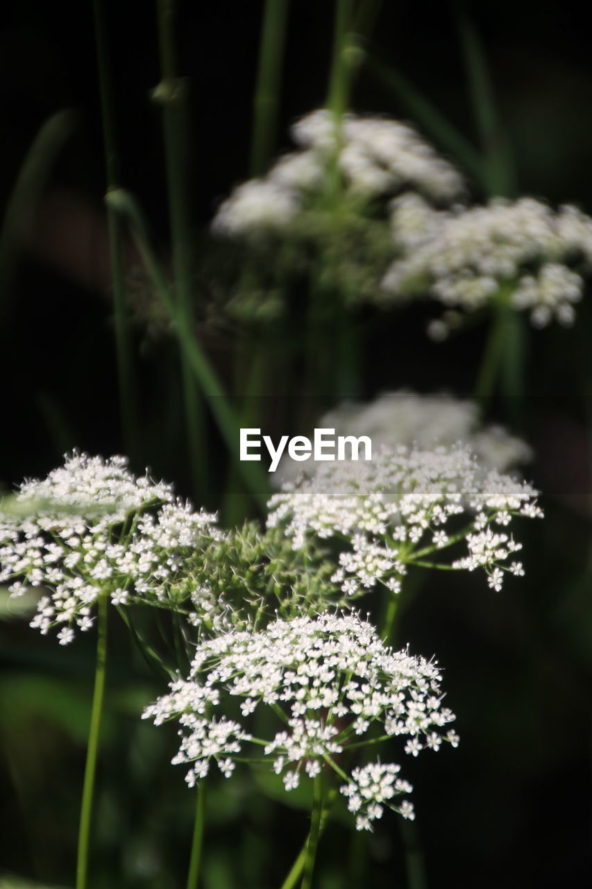 CLOSE-UP OF WHITE FLOWERING PLANT