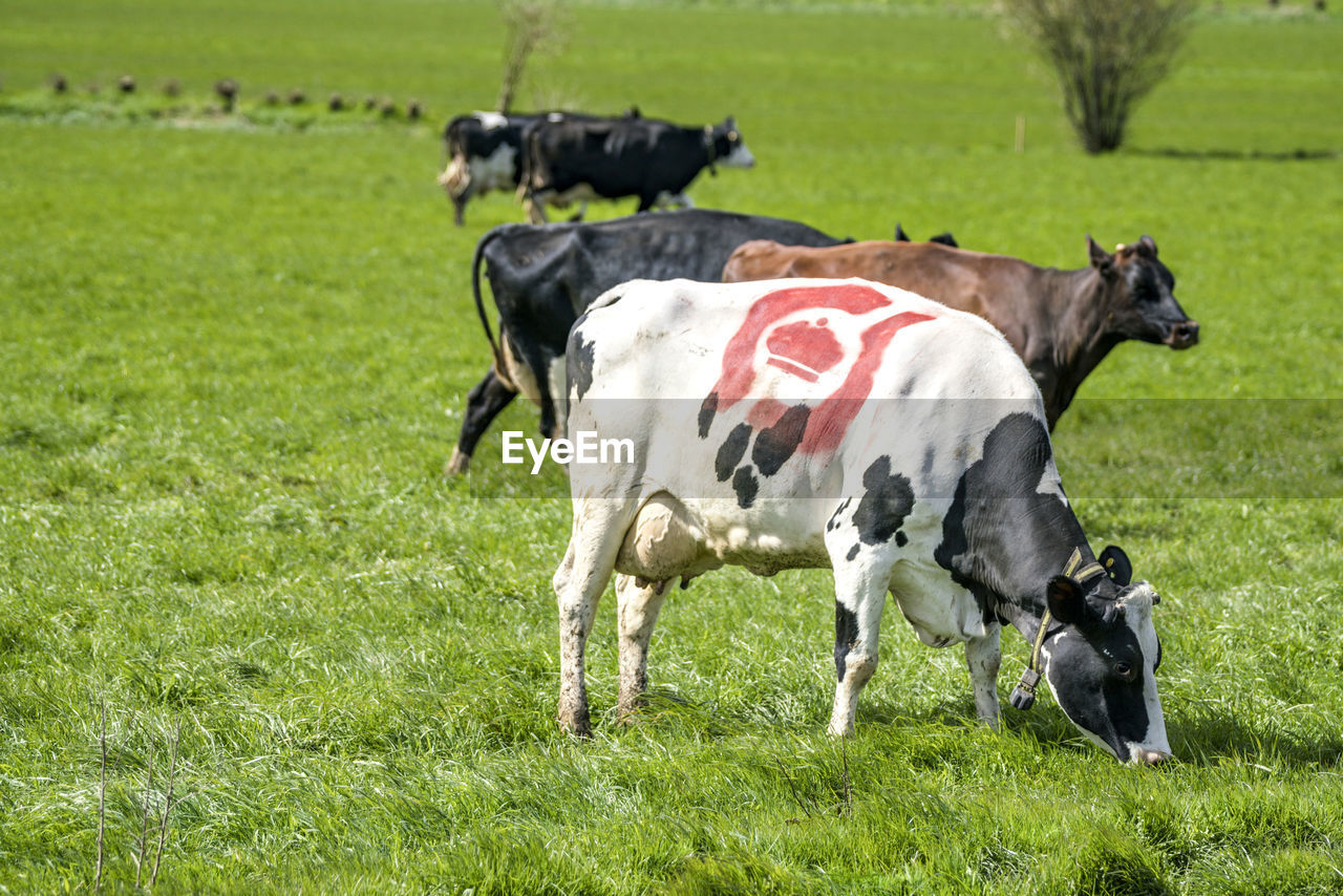 COWS GRAZING IN THE FIELD