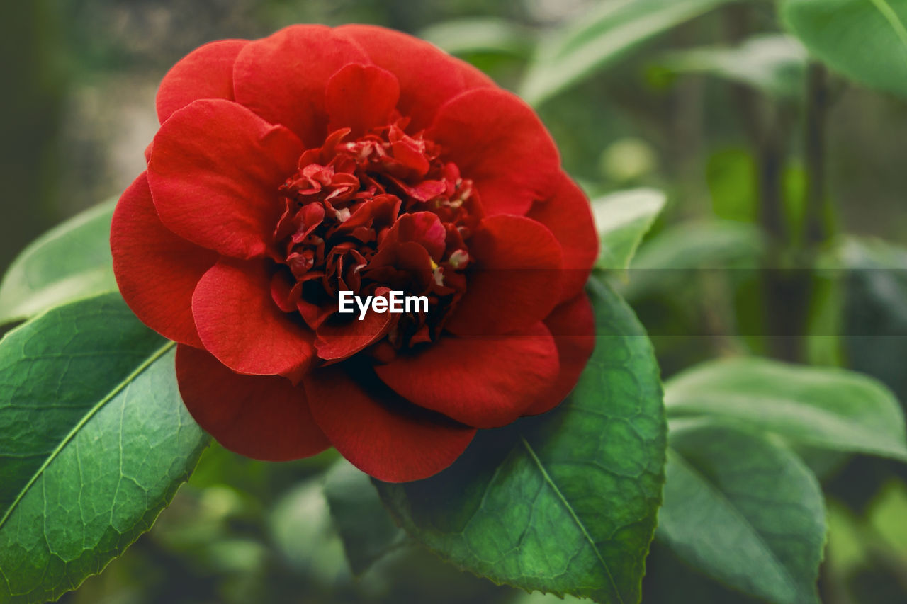 Close-up of a red camellia japonica april trys in spring. view of a blooming april trys. red rose.