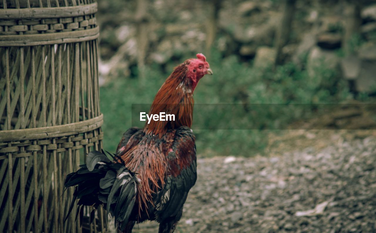 SIDE VIEW OF A BIRD ON A FIELD