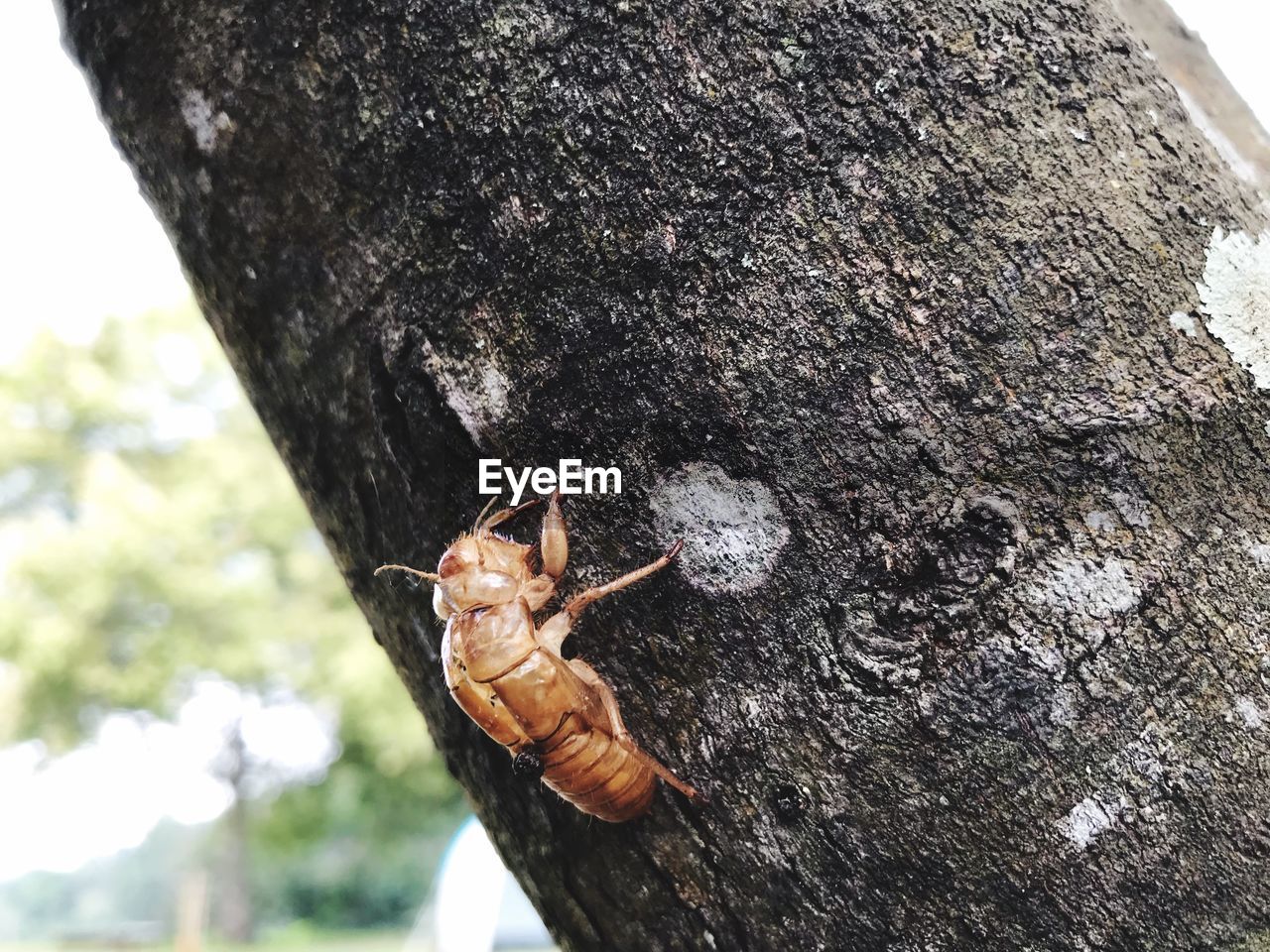 INSECT ON TREE TRUNK