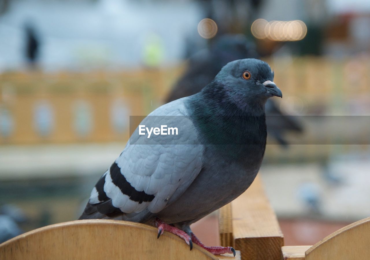 CLOSE-UP OF BIRD PERCHING ON WOOD