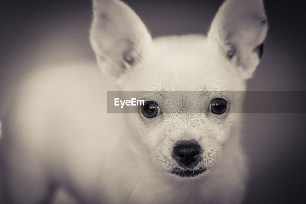 CLOSE-UP PORTRAIT OF DOG WITH EYES