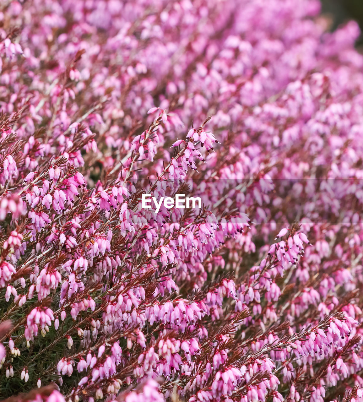 full frame shot of purple flowers