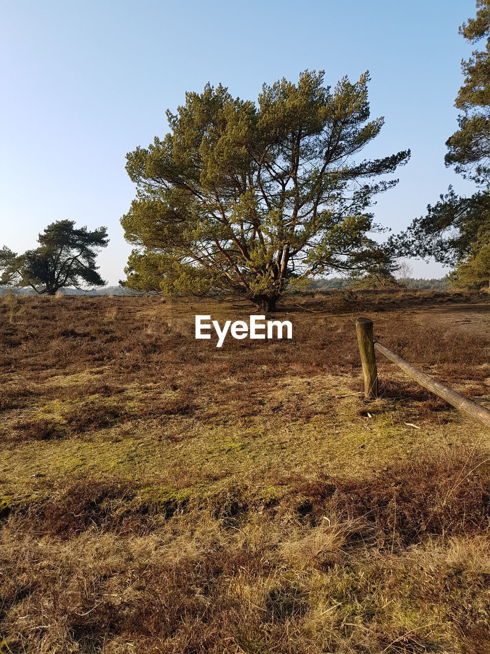 TREE IN FIELD AGAINST CLEAR SKY