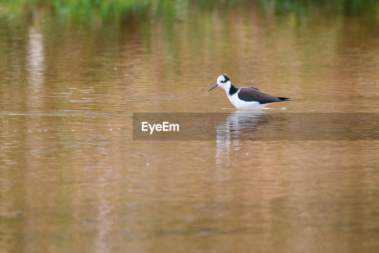 DUCK SWIMMING IN LAKE