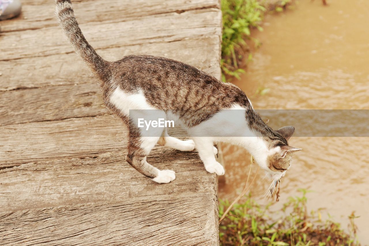 CLOSE-UP OF CAT AGAINST WALL