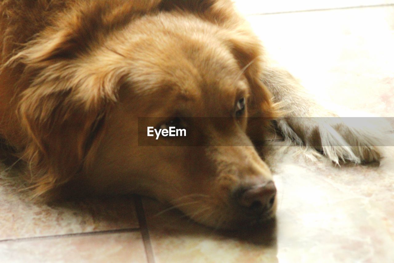 pet, one animal, animal themes, animal, mammal, dog, domestic animals, canine, relaxation, lying down, flooring, indoors, no people, resting, close-up, animal body part, brown, looking, puppy, animal head, portrait, retriever, nose, golden retriever, carnivore, looking away, day