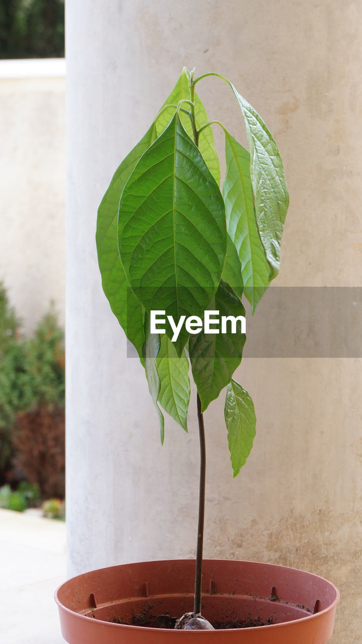 CLOSE-UP OF GREEN POTTED PLANT AGAINST WALL