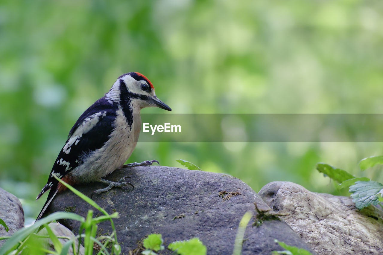 animal themes, animal wildlife, animal, bird, wildlife, nature, one animal, beak, plant, perching, rock, no people, tree, full length, focus on foreground, outdoors, green, side view, day, beauty in nature, black, selective focus, environment, land, close-up