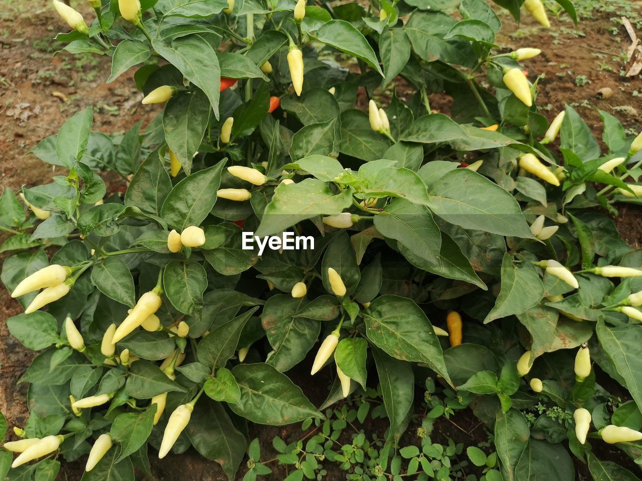 HIGH ANGLE VIEW OF FRUIT GROWING ON FIELD