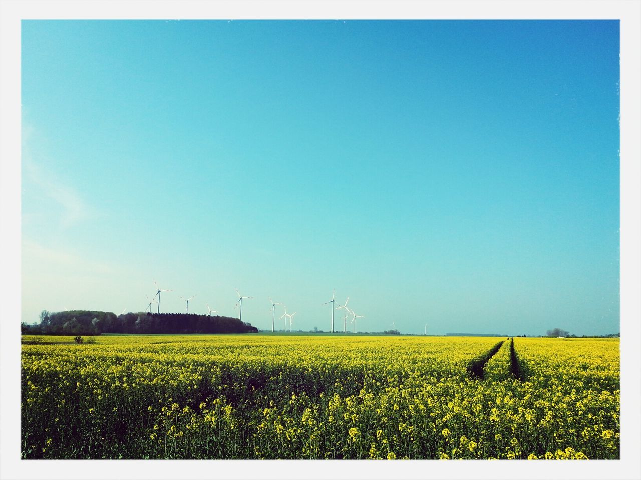 YELLOW FLOWERS IN FIELD