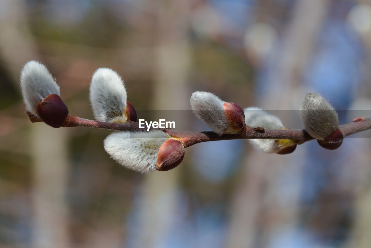 Close-up of willow flower buds growing on tree.