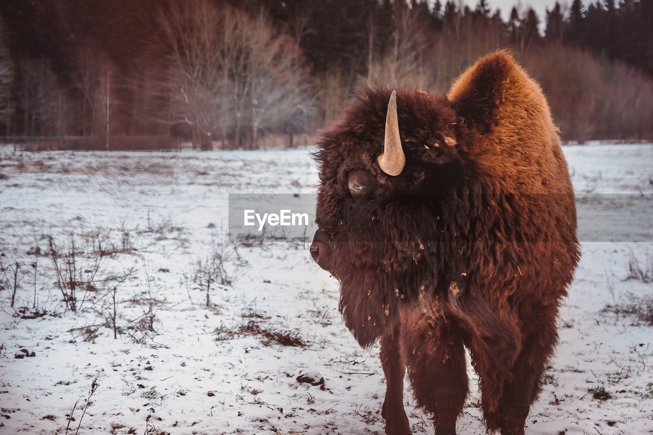 The bison looks away. a bull walks through a winter field in a kennel