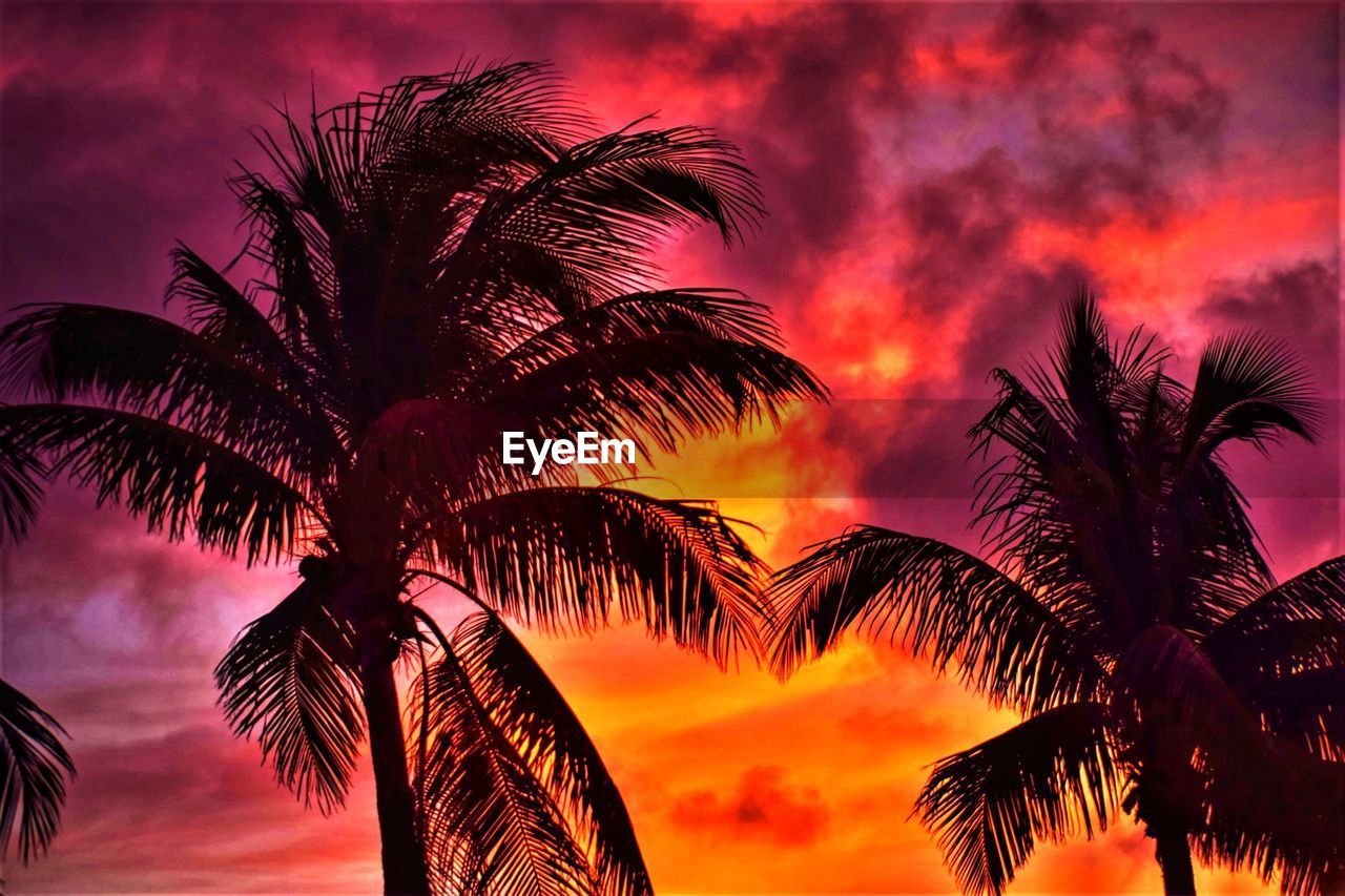 LOW ANGLE VIEW OF SILHOUETTE COCONUT PALM TREES AGAINST ROMANTIC SKY