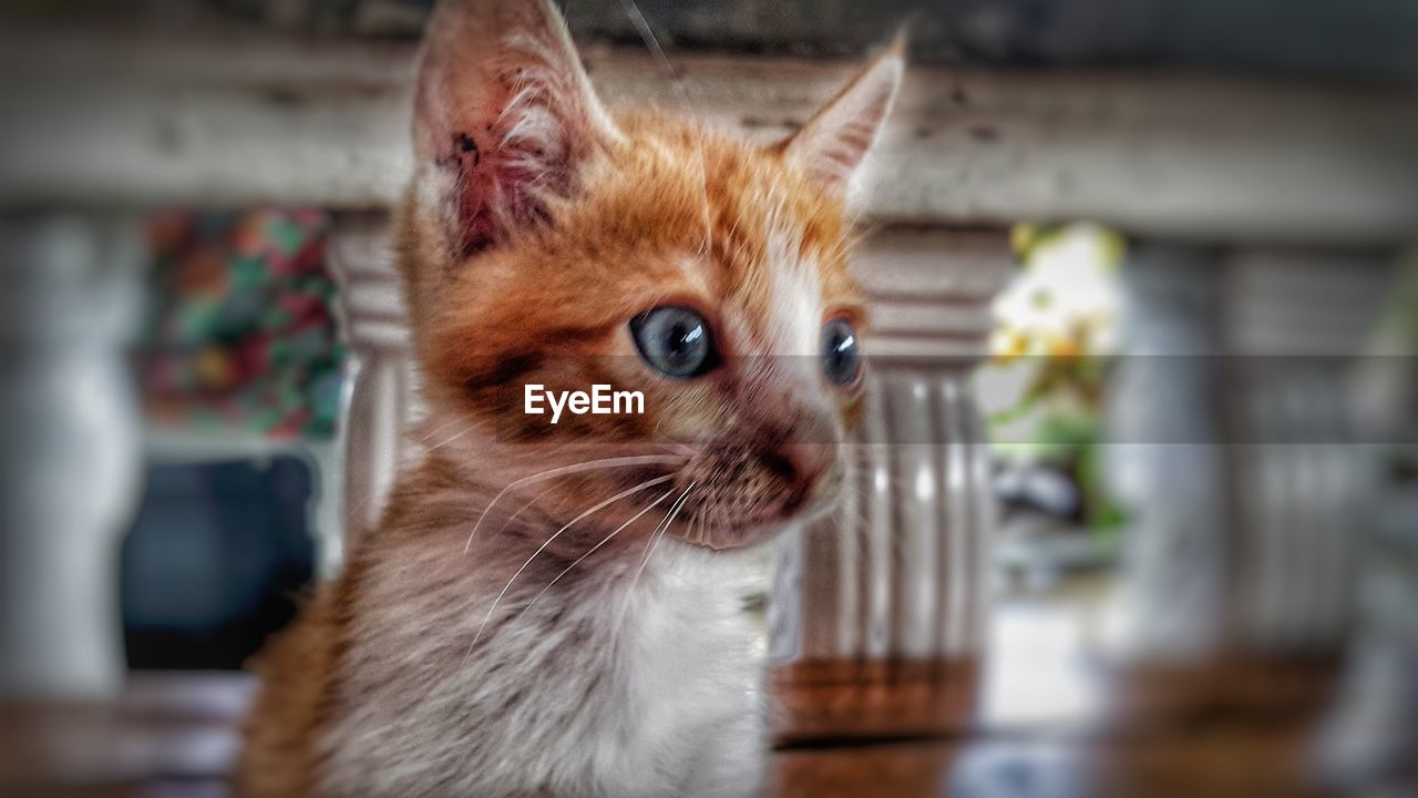 CLOSE-UP OF GINGER CAT LOOKING AWAY