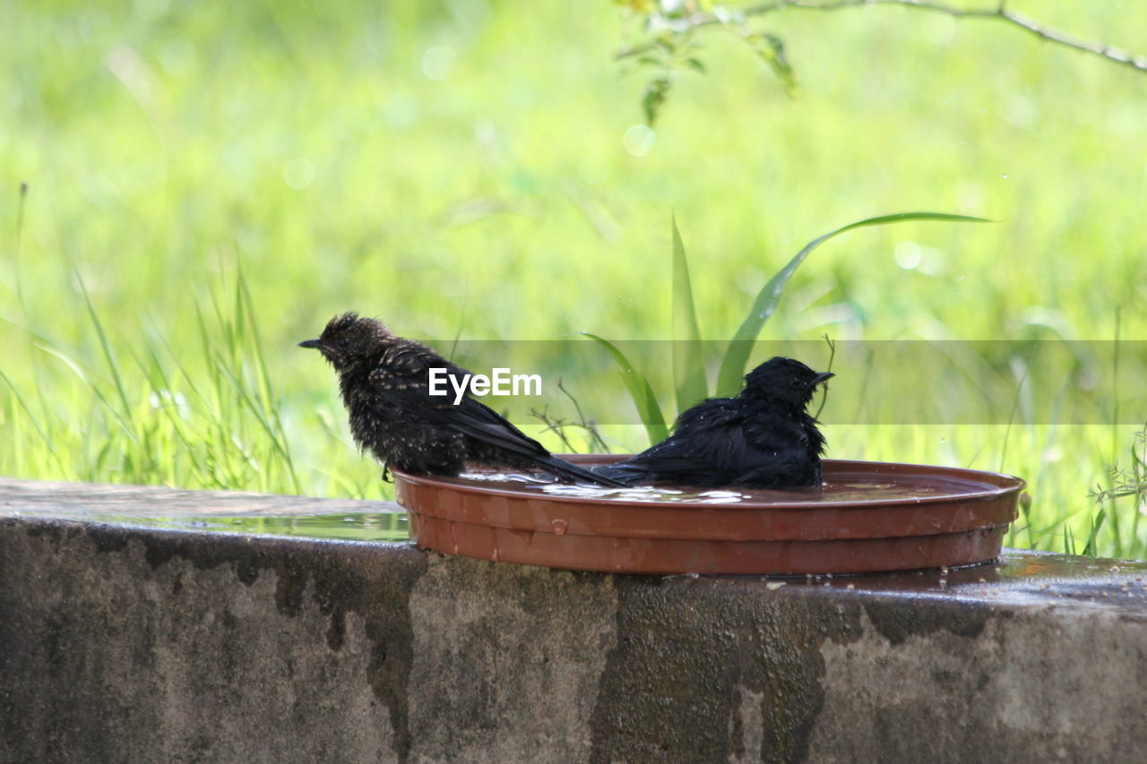 Blackbird perching on a wall