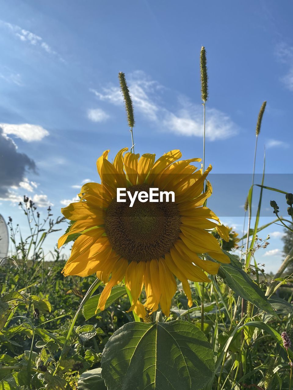CLOSE-UP OF SUNFLOWER AGAINST SKY