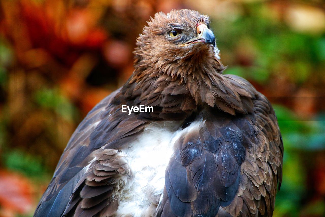 CLOSE-UP OF EAGLE PERCHING ON OUTDOORS