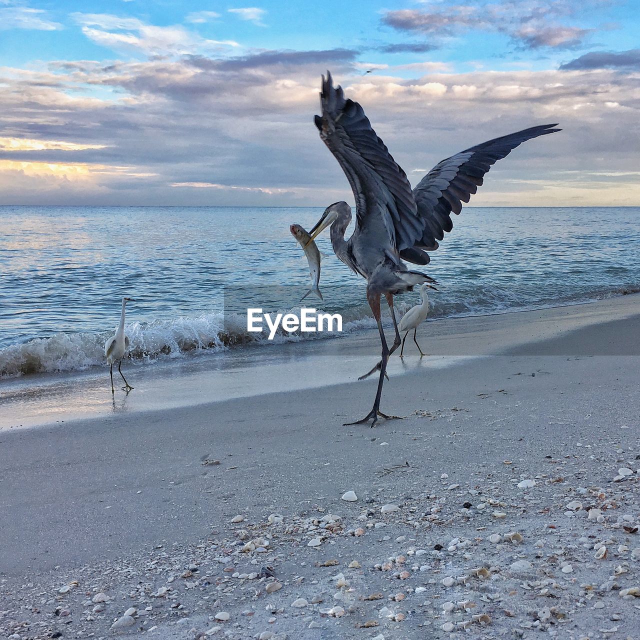 Gray heron and little egrets at beach during sunset