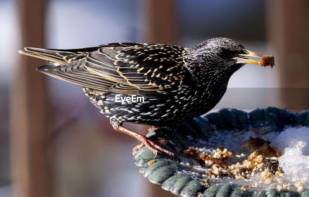 Starling with food in its beak