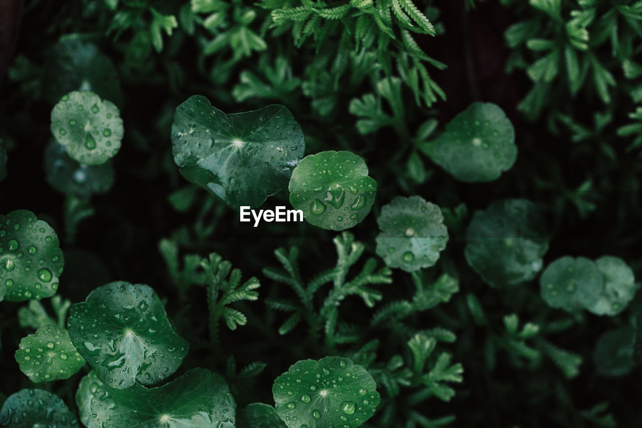 Close-up of raindrops on leaves