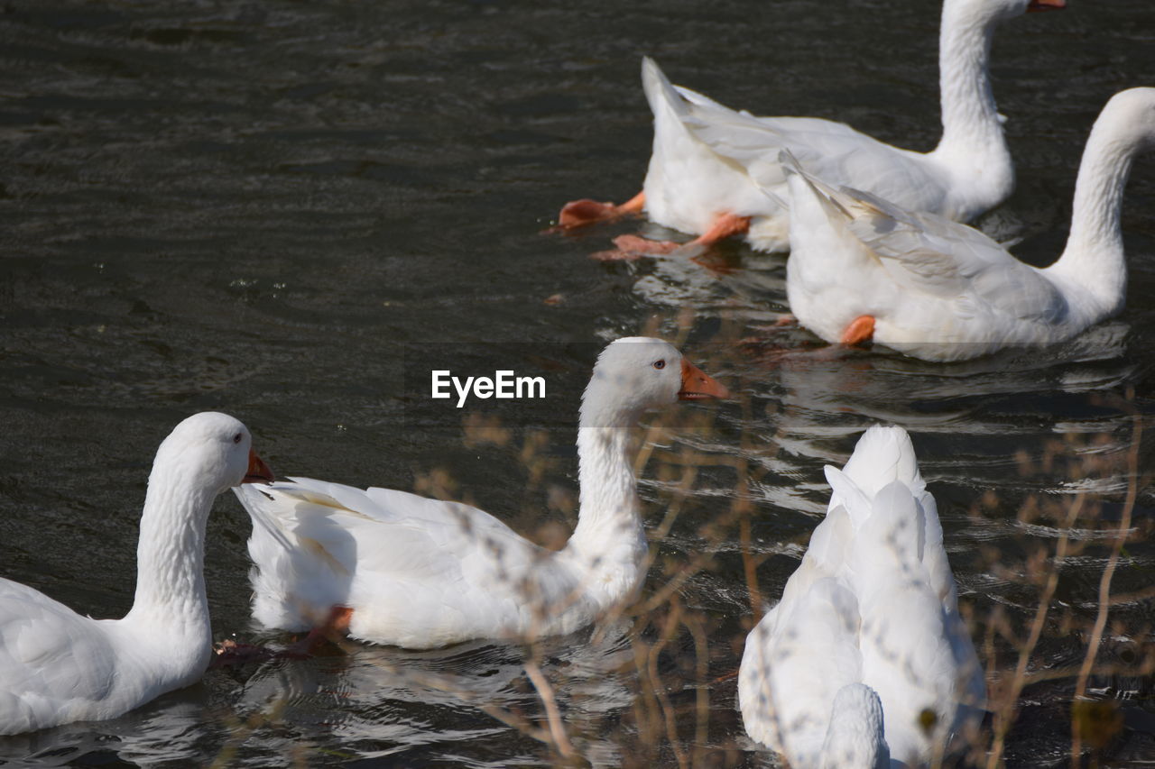 White geese floating on the river