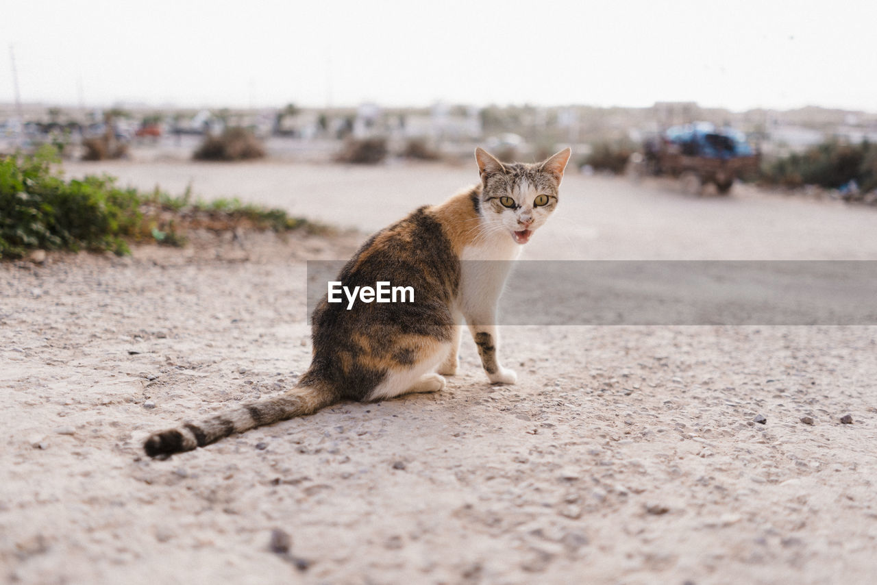 PORTRAIT OF CAT SITTING ON LAND BY ROAD