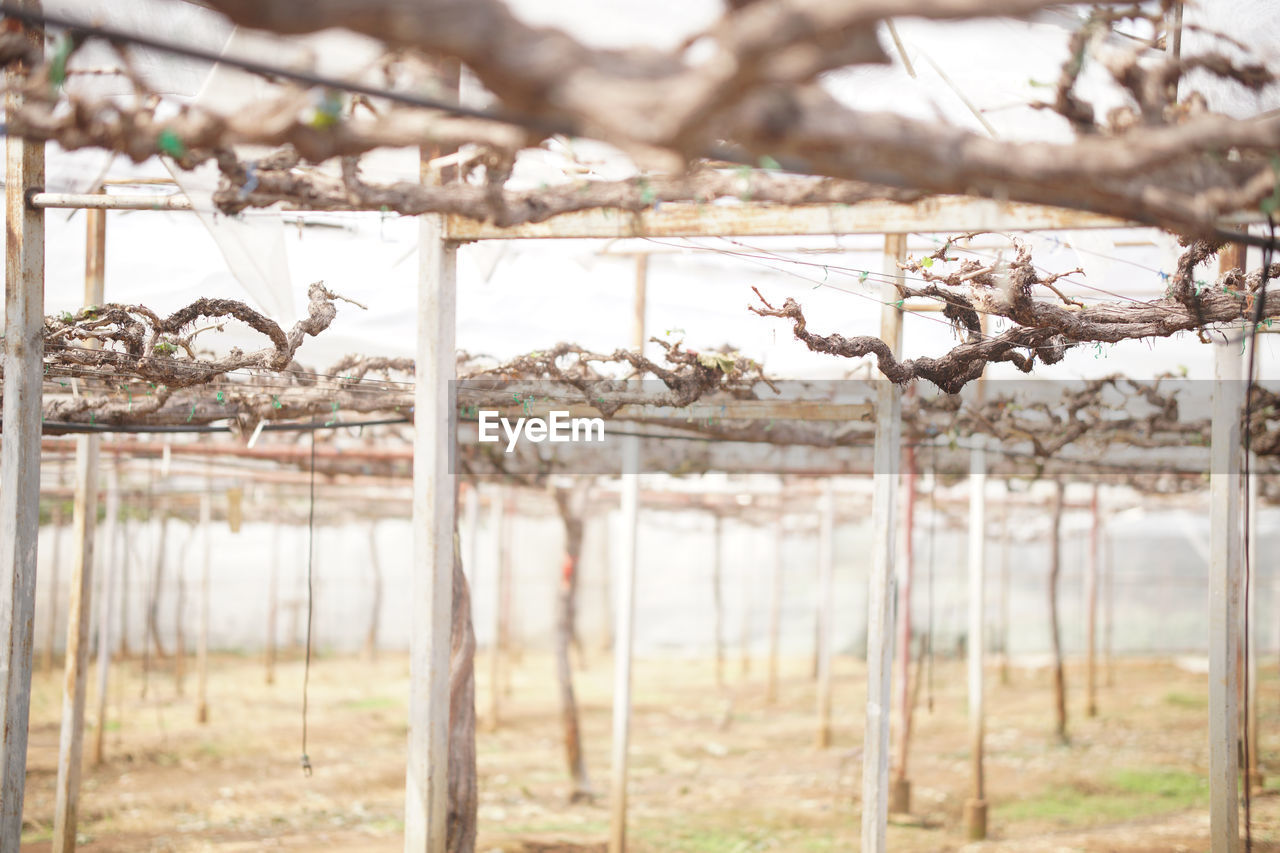 Grape fruit plant tree growing in vineyard farm. viticulture orchard