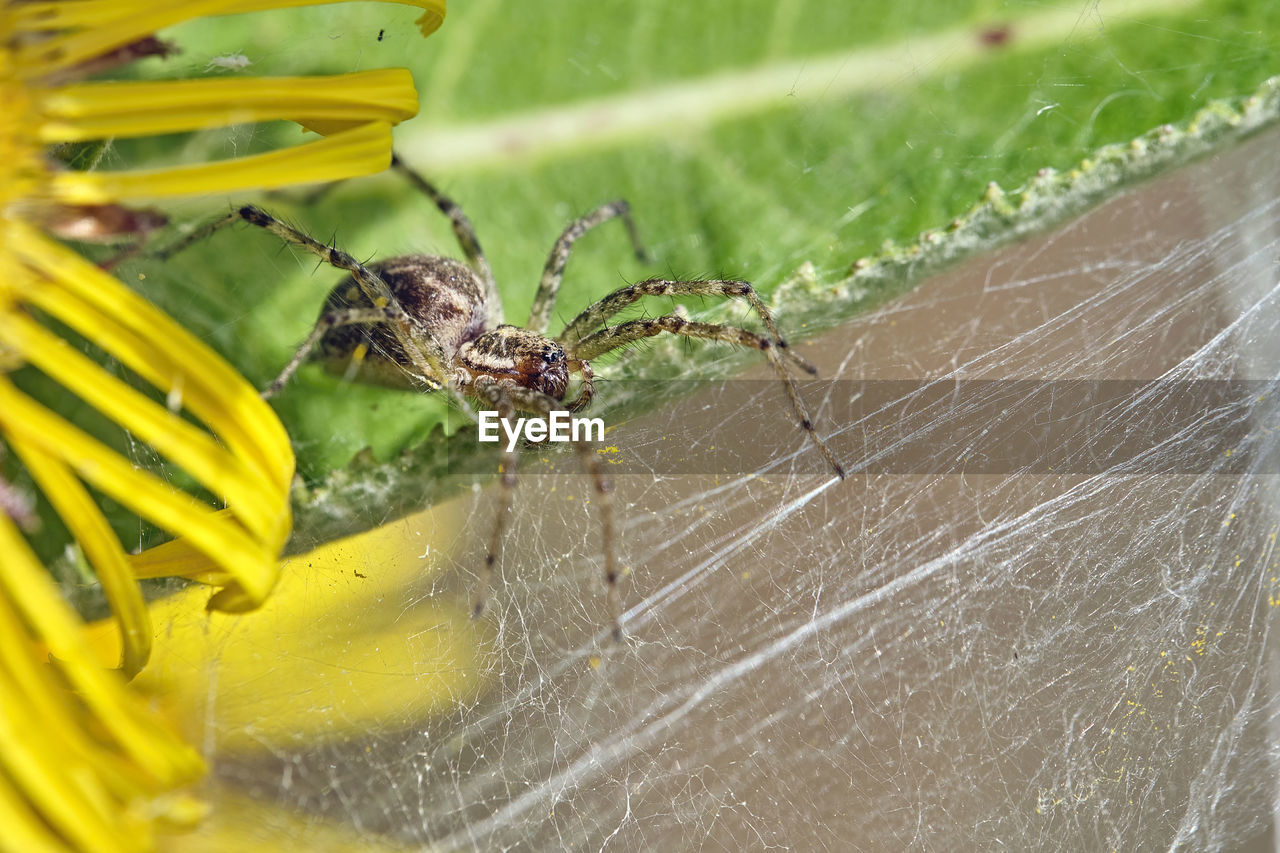 CLOSE-UP OF SPIDER ON WEB