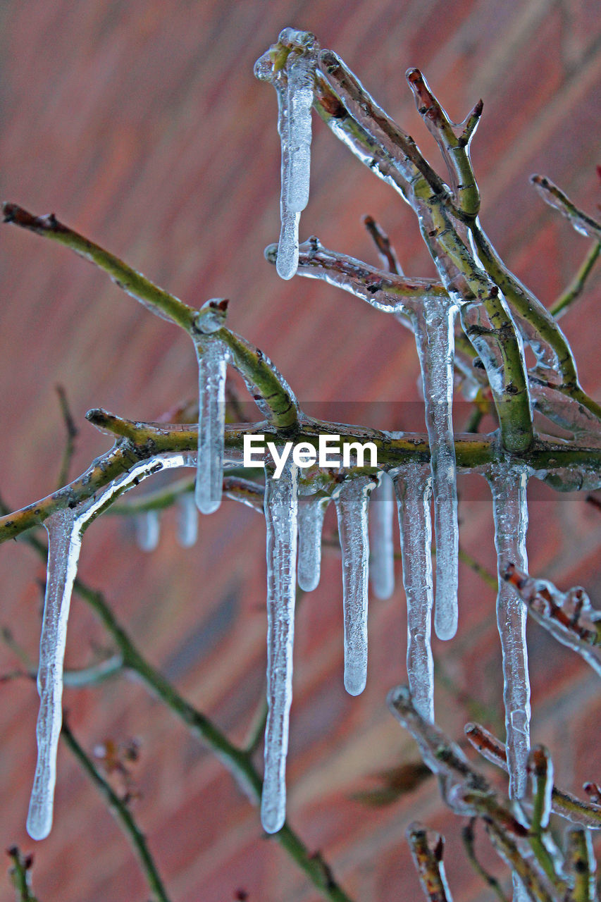 CLOSE-UP OF ICICLES ON BRANCH AGAINST TREE