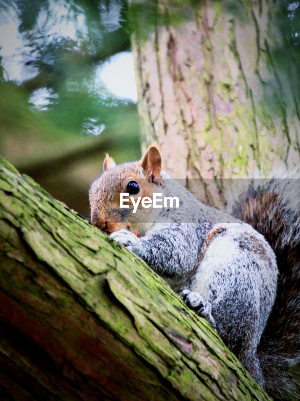 CLOSE-UP OF A SQUIRREL ON TREE TRUNK