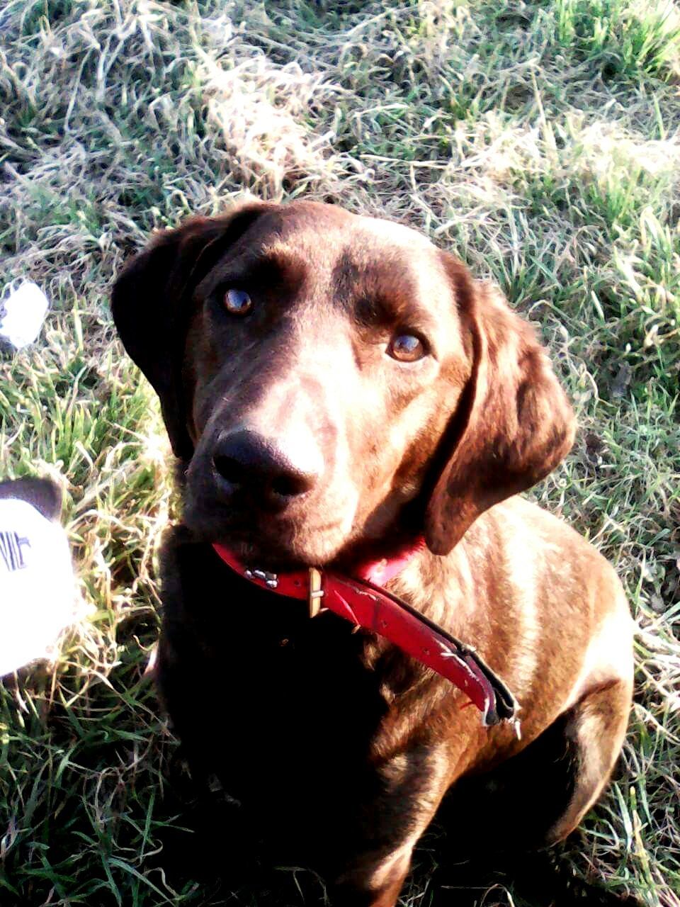 PORTRAIT OF DOG ON GROUND